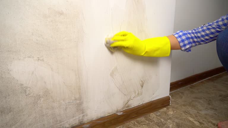 Professional Mold Removal in Quincy, FL