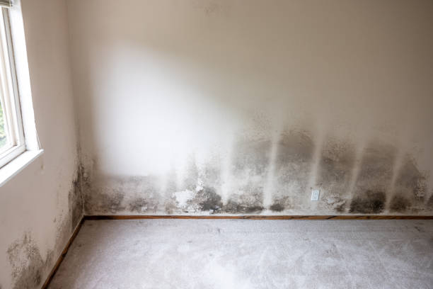 Best Mold Prevention Services  in Quincy, FL